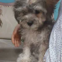 سگ پودل|سگ|اراک, |دیوار