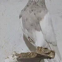 طوقی کرمانشاهی