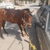 اسب سالم ۱ساله نر
