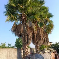 درخت پالم واشنگتن 12 ساله هشت متری نصف قیمت|گل و گیاه طبیعی|سورک, |دیوار