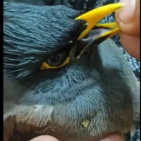 جفت مرغ مینا|حیوانات|یزد, |دیوار