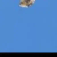 کفتر