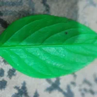 قالب گل سازی