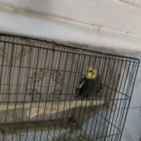 طوطی عروس|پرنده|ملارد, |دیوار