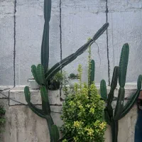 ۲ عدد کاکتوس گل ده