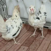 ۲ عدد نیمچه مرغ گلین ریش کاکل