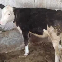 دوعددگوساله یکی هلشتاین یکی سمینتال