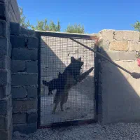 نر ژرمن نگهبان دهن پاک