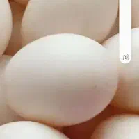 تخم اردک اسراعلی نطفه دار عالی