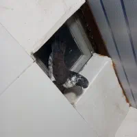 فروشی|پرنده|شوط, |دیوار