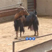 بز شیری|حیوانات مزرعه|شیراز, شهرک رضوان|دیوار