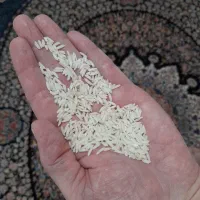 برنج طارم طلایی