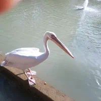 عروس هلنی نر و ماده موجود است