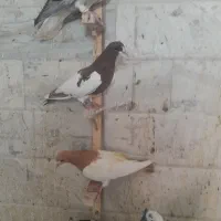 کفتر رنگی افغانی