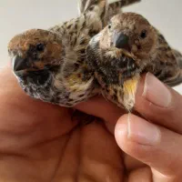 جوجه گلبسر و سهره