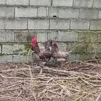 تخم استرالوپ بلو و جوجه