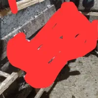 گمشده|حیوانات|خمام, |دیوار