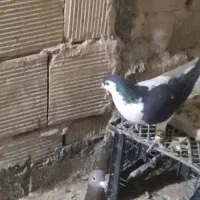 12تاحیون ضربه وزیبا