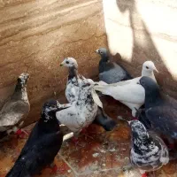 تعدادی کفتر بیرونی رنگی بشرط