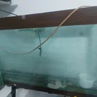 اکوواریوم