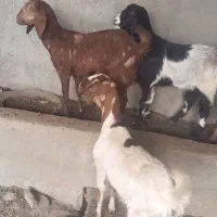 بز کره ماده  ابست