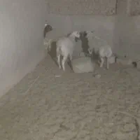 بره نرومیش چاق