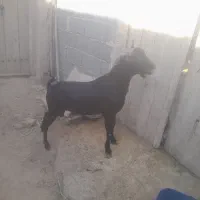 نربز مورسیاه