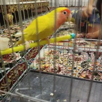 طوطی برزیلی صورت هلویی ماده بالغ