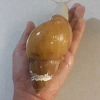 حلزون آچاتینا  بالغ