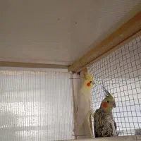 جفت عروس هلندی