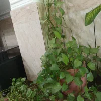 گل پتوس|گل و گیاه طبیعی|مسجد سلیمان, |دیوار