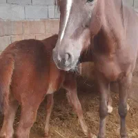 مادیون عرب درشور|اسب و تجهیزات اسب‌سواری|شیراز, قلات|دیوار
