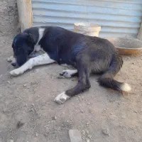 واگذاری سگ|سگ|خرقان, |دیوار