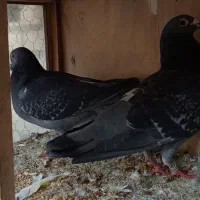 کبوتر پرینت دار مسابقه داده