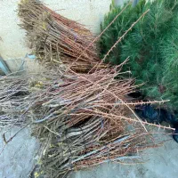 نهال زرشک بیدانه قائنات|خدمات باغبانی و درختکاری|گناباد, |دیوار