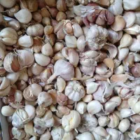 سیر با پوست و بدون پوست همدان