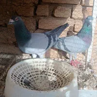 طوقی و پلاکی