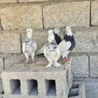کبوتر