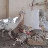 یک جفت طاووس با ۴ عدد جوجه ب فروش میرسد