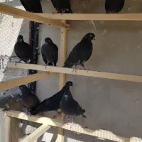 کبوتر زاغ|پرنده|سمنان, |دیوار