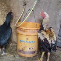 مرغ وخروس لاری اصل|حیوانات مزرعه|نیر (اردبیل), |دیوار