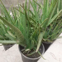 گل الوعه ورا|گل و گیاه طبیعی|گرگان, |دیوار