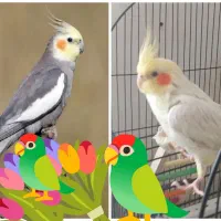 پرنده.طوطی عروس