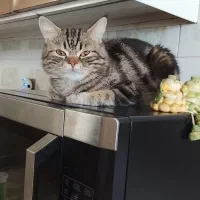 گربه|گربه|خوی, |دیوار