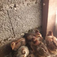 ۱۷عدد جوجه کاکلی وگردن لختی ومحلی|حیوانات مزرعه|لنگرود, |دیوار