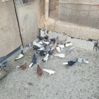 نروماده قاطی جفتی پشتی|پرنده|شیراز, شهرک پردیس|دیوار