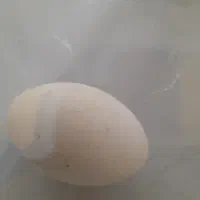 تخم غاز نطفه دار