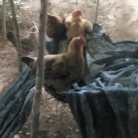 فروش مرغ رسمی خونگی