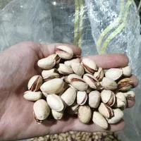 پسته خام|خوردنی و آشامیدنی|راهگان, |دیوار