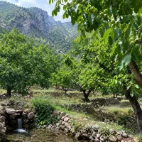 فروش باغ گردو در نسمه پاوه منطقه بره